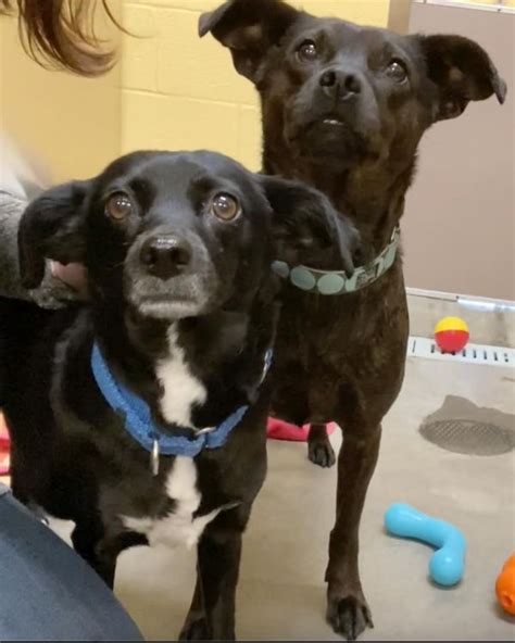 Rescue Dogs Finally Have Good Owners After A Long Stay In The Shelter