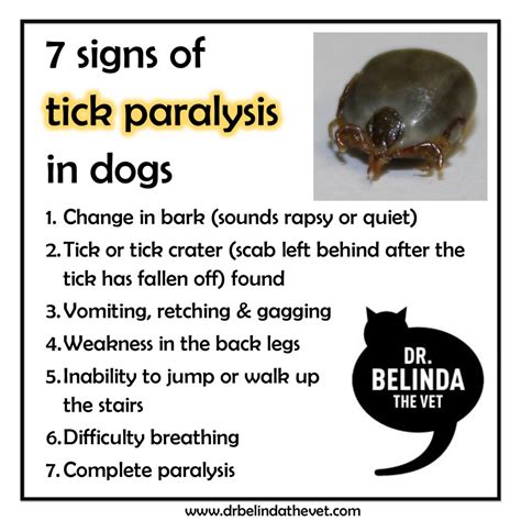 Can A Dog Get Paralyzed From A Tick