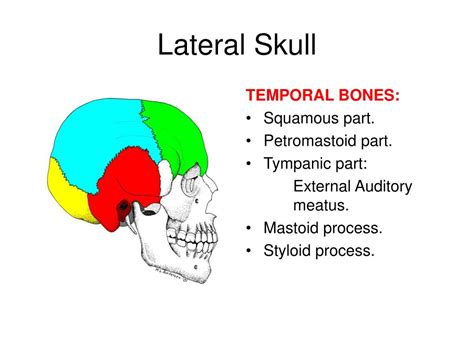 Ppt Bones Of The Skull Powerpoint Presentation Free Download Id761908