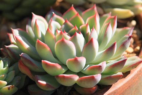 Echeveria Pulidonis Arids Plants Echeveria Plants Cacti And