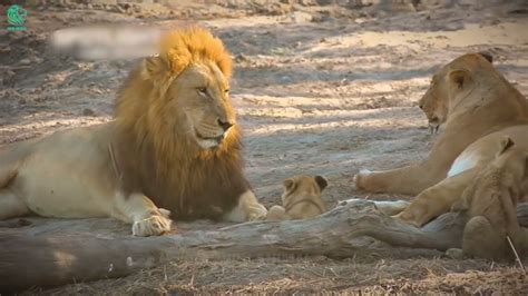 Scary Moment Lion Giving Birth Is Attacked But Risked His Life To Protect His Cubs Youtube
