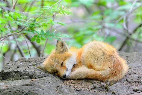 These Baby Foxes Are Too Adorable For Words When I Saw 7