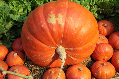 Growing Huge Pumpkins Top Tips And Methods For Big Success