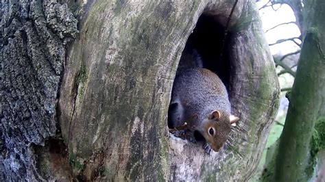 Grey Squirrel Building A Drey In A Tawny Owl Nest Discover Wildlife