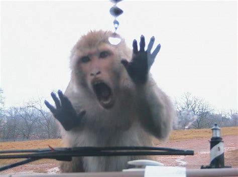 Screaming Monkey Funny Pictures Of Animals