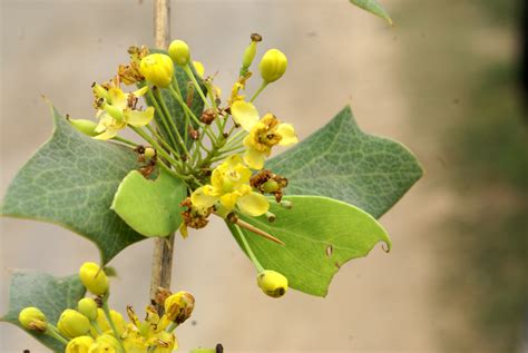 Berberis Asiatica Eflora Of India