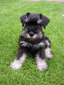 Munich schnauzer, munchener, riesenschnauzer, russian bear schnauzer, giant schnauzer. Zwergschnauzer-Zwinger "vom Auenland", Gelsenkirchen ...