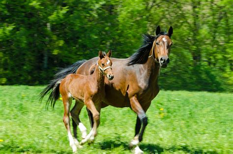Cute Warmblood Foal Galloping With Mother Horses In The Paddock Blur