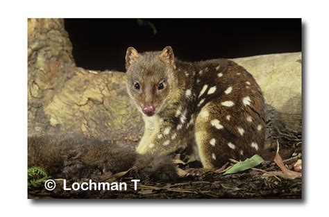 Spotted Tailed Quoll Lochman Transparencieslochman Transparencies