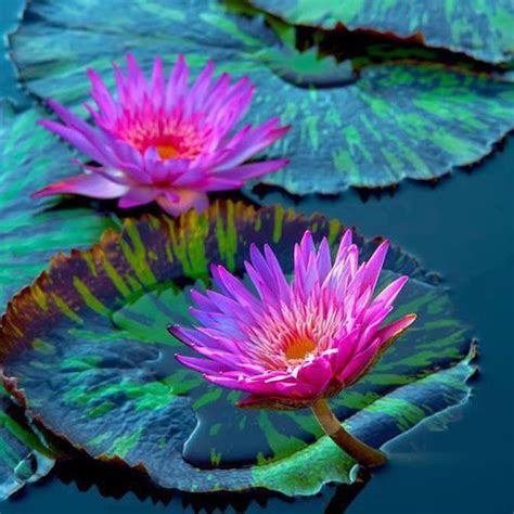 Water Lilly Flowers Photography Beautiful Flowers Photography Water