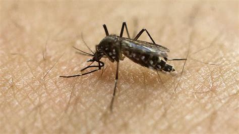 West Nile Virus Detected In Mosquito Sample Collected In Boston