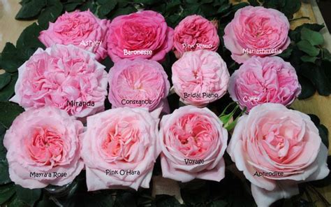10 Most Popular Garden Rose Colors And Their Meanings Garden Roses