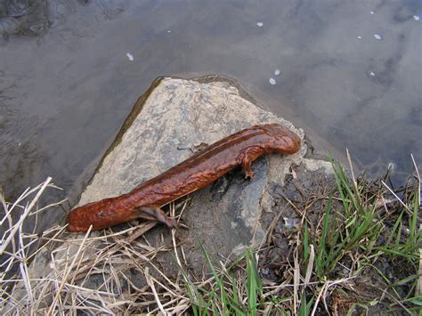 Amphibians of North Carolina