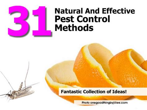 These methods will kill any mosquito larvae and keep them from turning into the biting critters everyone hates. Getting rid of mice in your house, roach eggs images ...