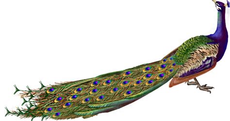Peacock Png Png All