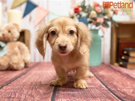 We specialize in matching our puppies for adoption with the right person and meeting the needs of both. Petland Florida has Dachshund puppies for sale! Check out all our available puppies! #dachshund ...