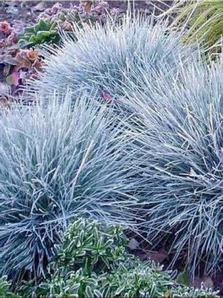 Fétuque Bleue Intense Blue® Festuca Glauca Le Jardin Du Pic Vert