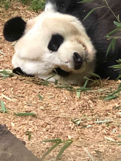Panda Updates Friday January 4 Zoo Atlanta
