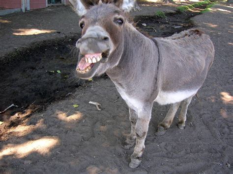 354 Cutesy And Comical Donkey Names For Endless Laughs Animal Hype