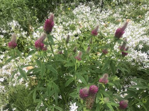 Trifolium Rubens Or Ruddy Clover Online Flower Garden
