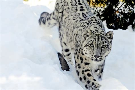 Snow Leopard The National Animal Of Afghanistan