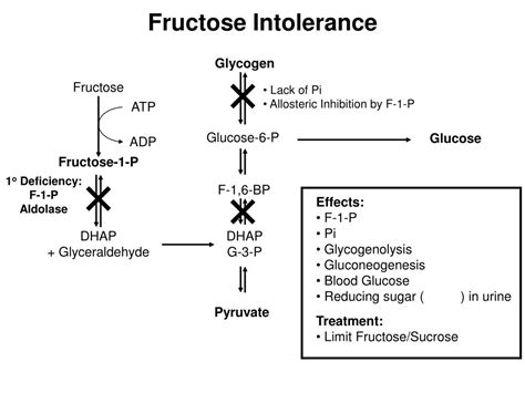 Ppt Fructose Intolerance Powerpoint Presentation Free Download Id