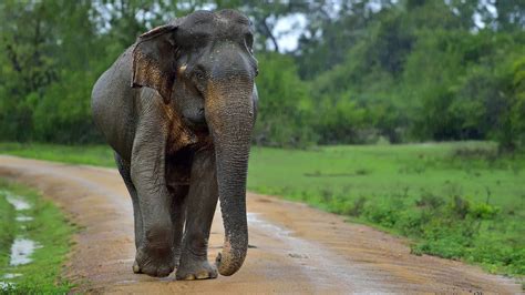 Elephant Conservation And Volunteer Elephant Care In Sri Lanka Oyster