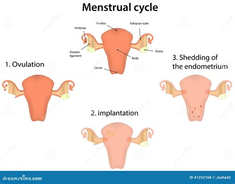 Cycle Menstruel Illustration De Vecteur Illustration Du Menstruel