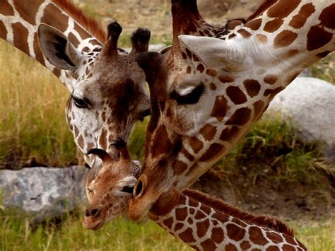 Giraffe Small Cub Parental Love Animals Of Africa Hd Wallpaper