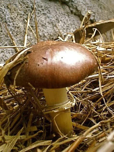 17 Best Images About Propagation And Care Of Wine Cap Mushroomss On