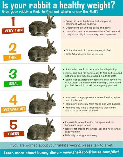 How Can You Tell The Age Of A Baby Rabbit Baby Viewer