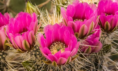 Edible Desert Plants In Arizona Cactus Fruit