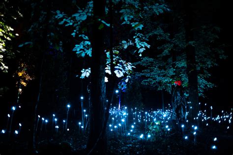 North Forest Lights Des Installations Immersives En Forêt Moment