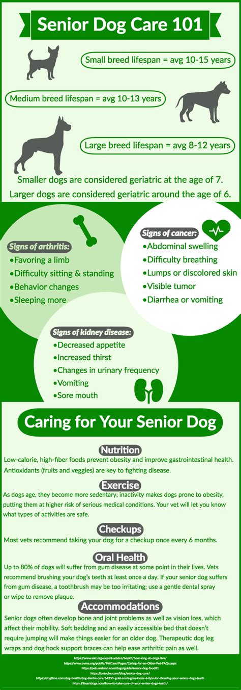 Caring For Your Aging Dog