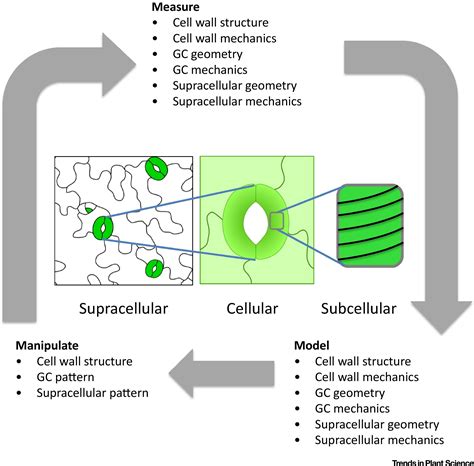 Models And Mechanisms Of Stomatal Mechanics Trends In Plant Science