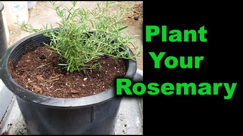 How To Plant Rosemary Youtube