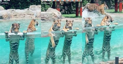Video Jarang Boleh Tengok Macam Ni Gelagat Comel Harimau Main Dalam