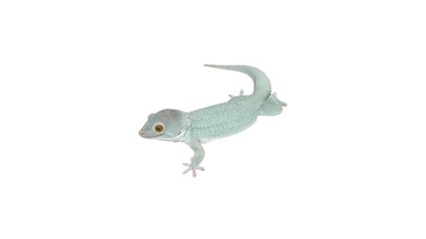 Tokay Gecko Morphs Your Guide For 2024 Pet Engineers