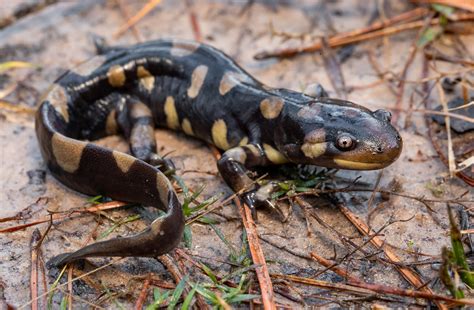 Eastern Tiger Salamander Ambystoma Tigrinum From Deep East Flickr