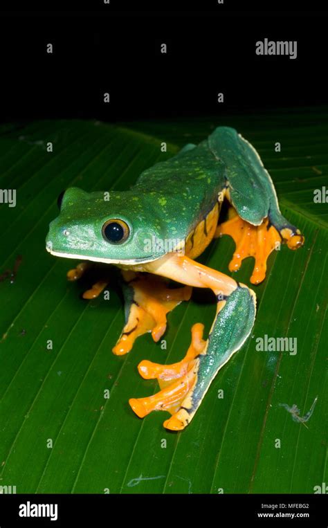 Splendid Leaf Frog Agalychnis Calcarifer La Selva Costa Rica Stock