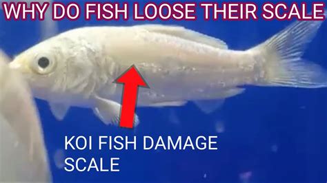 What Is The Purposes Of Scales On Fish Classlpo