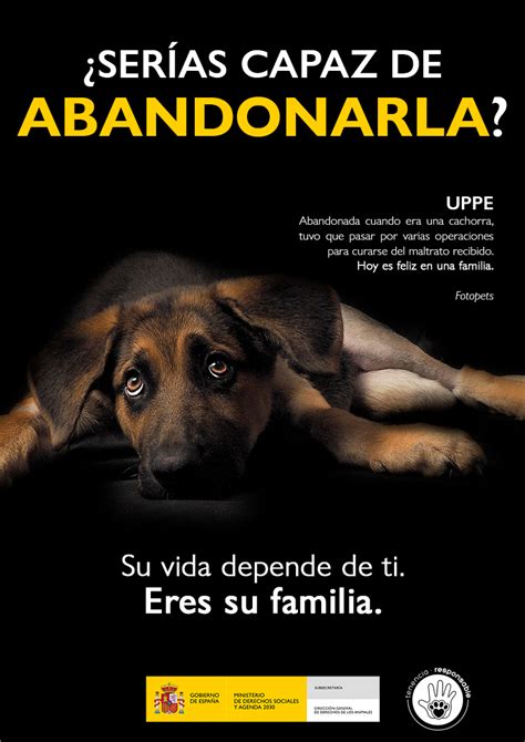 El Abandono Animal Tiene Consecuencias Dramáticas Para Miles De Perros