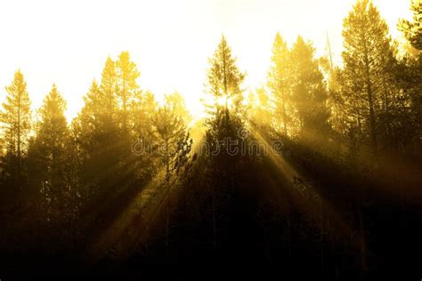 Sunbeams Sunrays Streaming Through Pine Trees Forest Misty Fog Morning