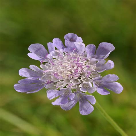 Small Scabious Wildflower Seed John Chambers