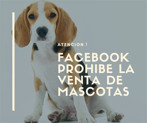 AtenciÓn Facebook Prohíbe Los Anuncios De Venta De Animales O