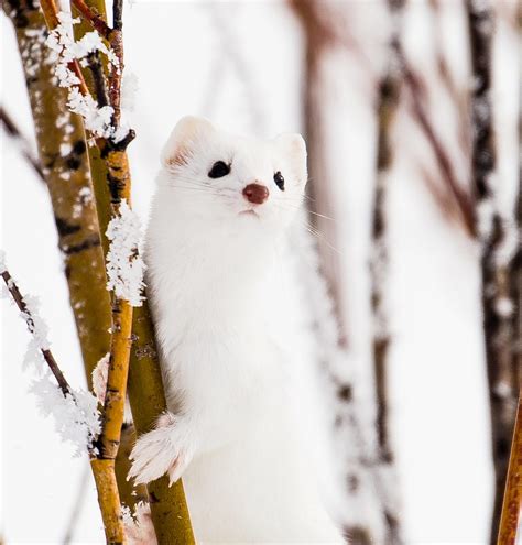 Weasels Weathering Winter By Nicole Mcclelland Interpretive By