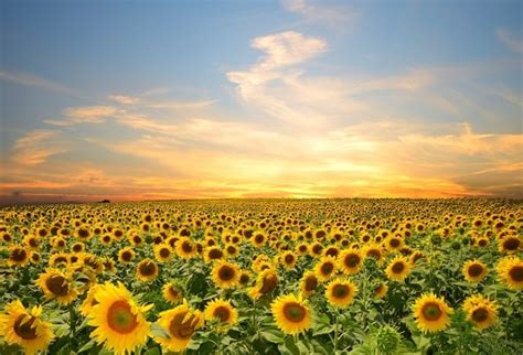 Laeacco Cloudy Sky Sunflower Field Landscape Photography Backgrounds Vinyl Custom Camera ...