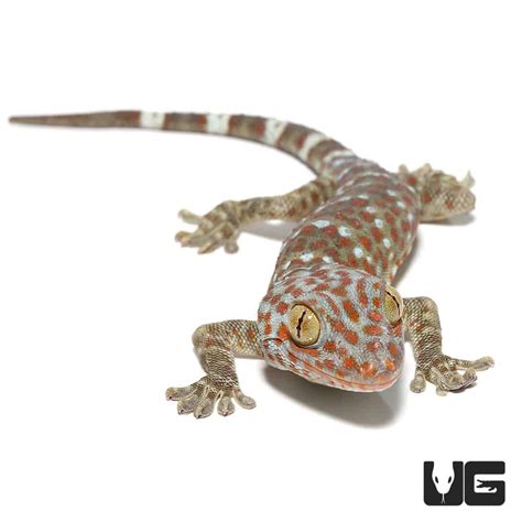 Juvenile Tokay Geckos Gekko Gecko For Sale Underground Reptiles