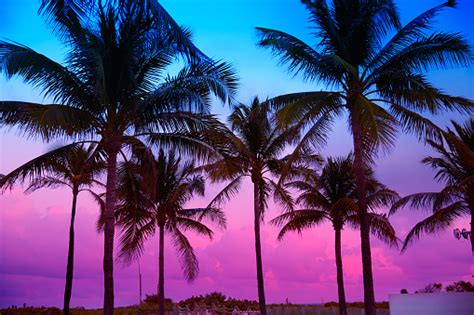 Miami Beach South Beach Sunset Palm Trees Florida Stock Photo