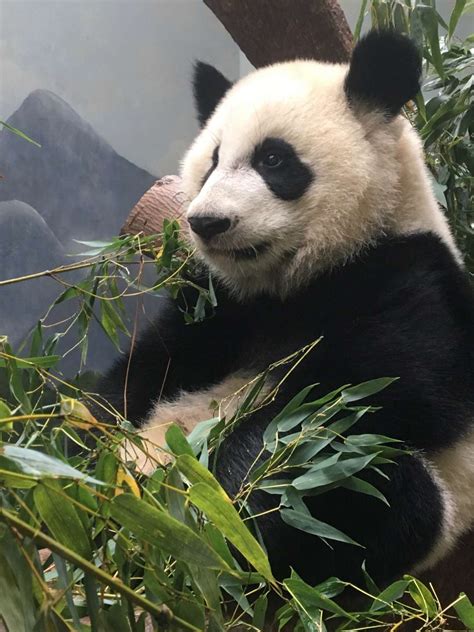 Panda Updates Wednesday December 6 Zoo Atlanta